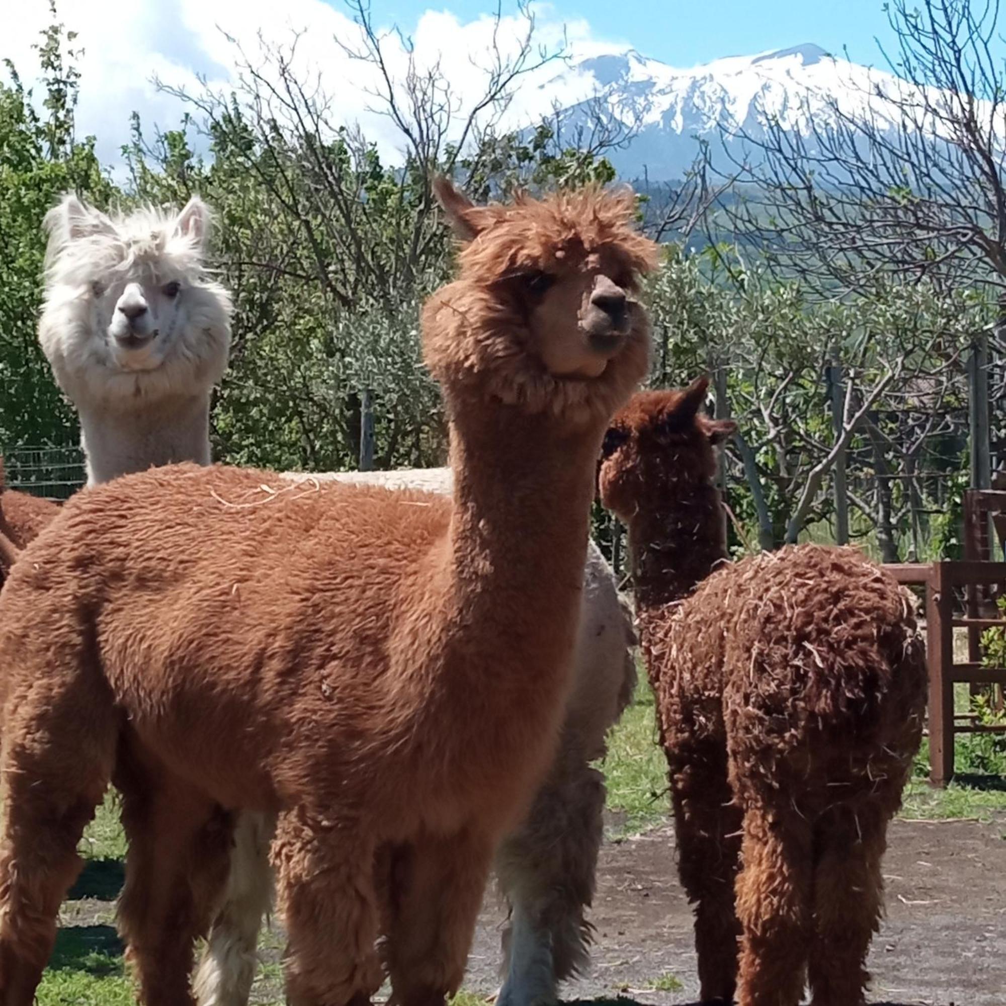Alpaca Etna Rooms Da Mariagiovanna Linguaglossa Extérieur photo