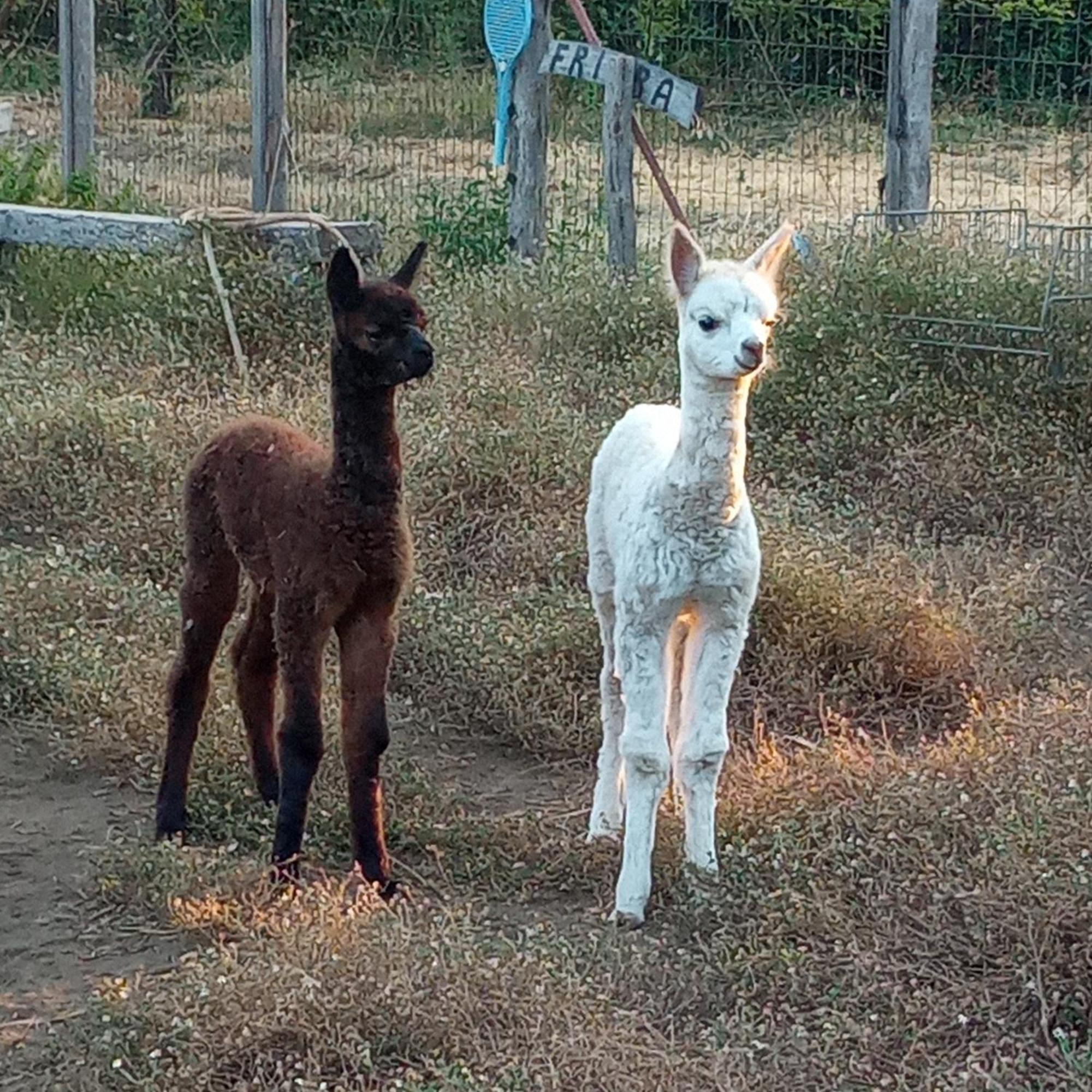 Alpaca Etna Rooms Da Mariagiovanna Linguaglossa Extérieur photo